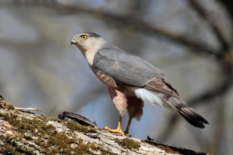 Accipiter cooperii