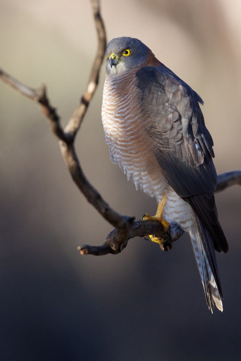 Accipiter francesii — мадагаскарский ястреб
