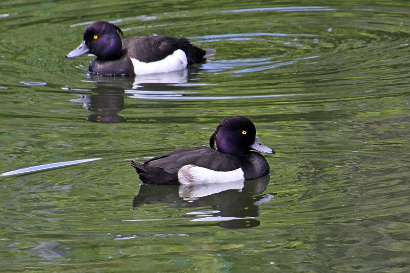 Aythya fuligula