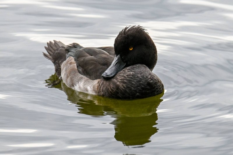 Aythya fuligula