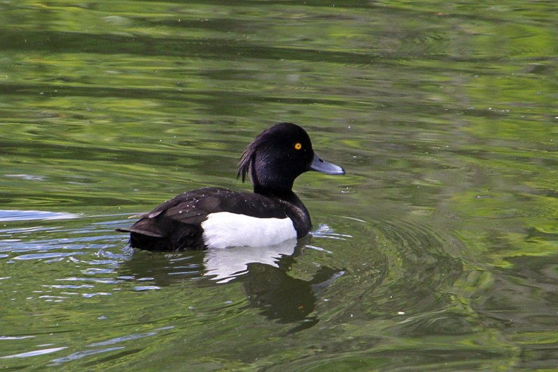 Aythya fuligula