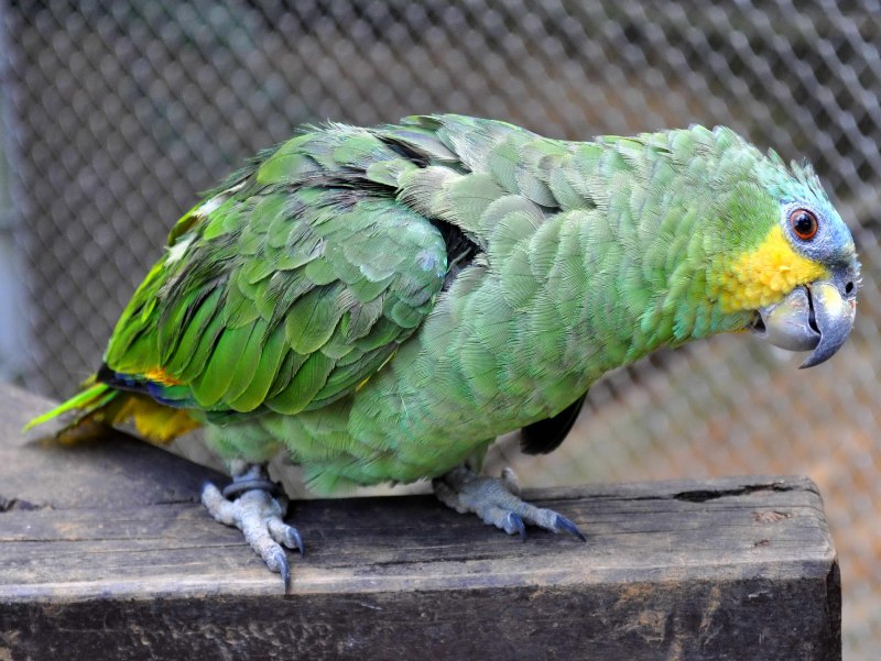 Большие зеленые попугаи (76 фото)