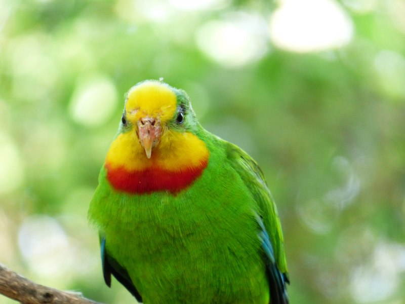 Polytelis swainsonii