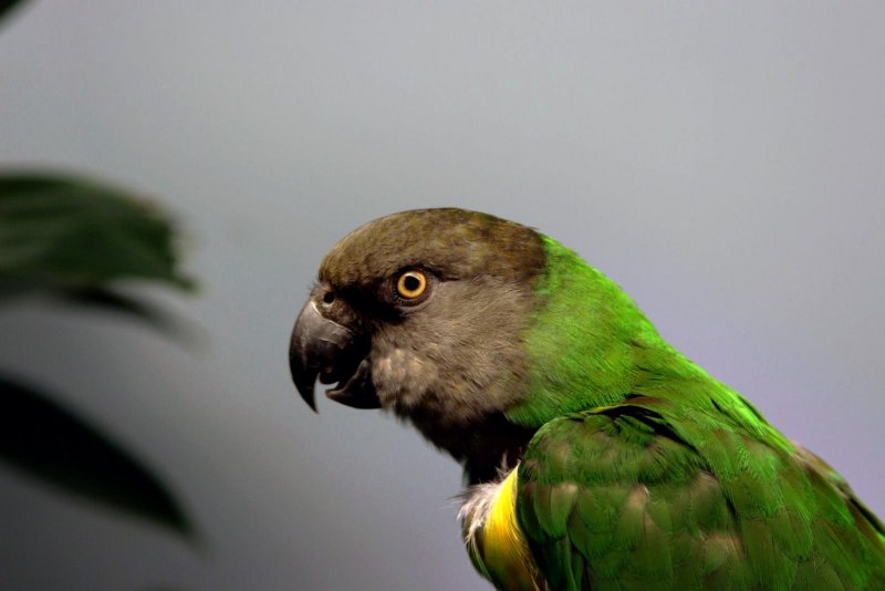 Мейеров длиннокрылый #попугай (лат. #Poicephalus meyeri