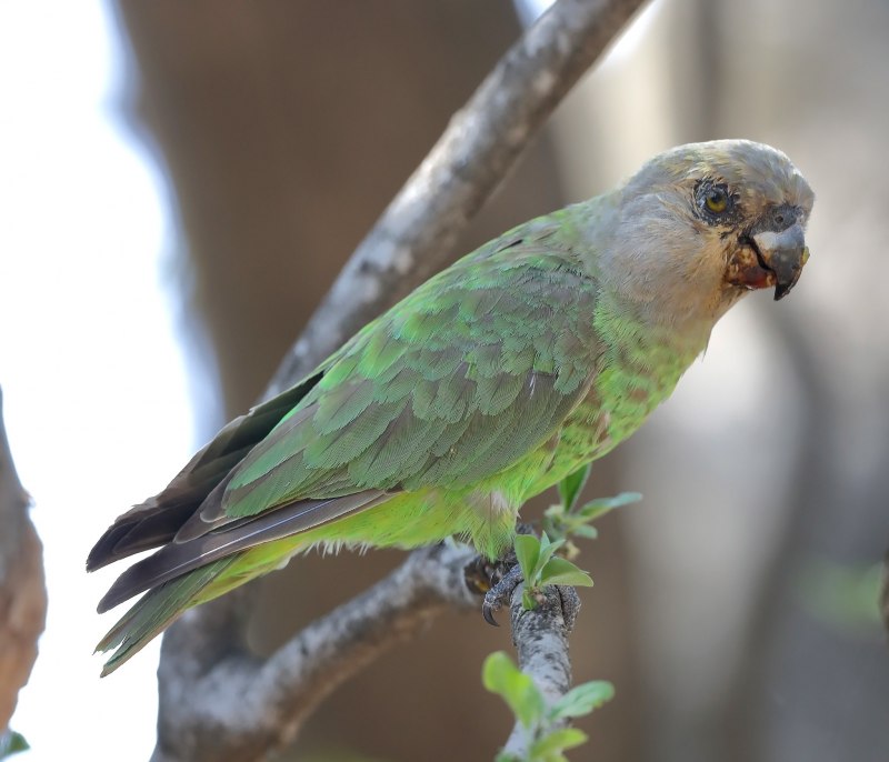 Poicephalus cryptoxanthus