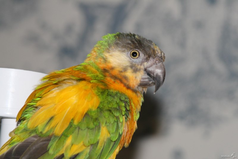 Poicephalus cryptoxanthus