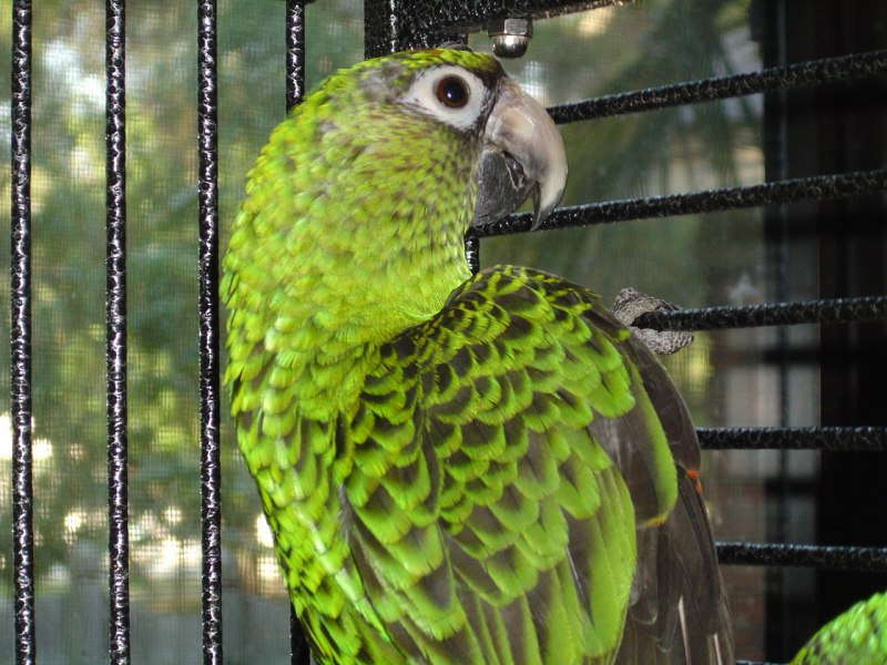 Poicephalus robustus