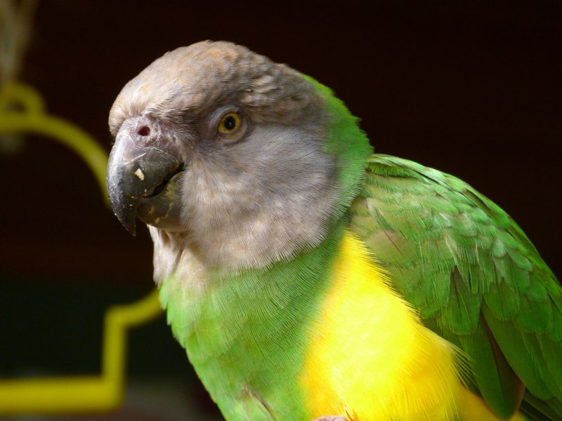 Flaubert's Parrot
