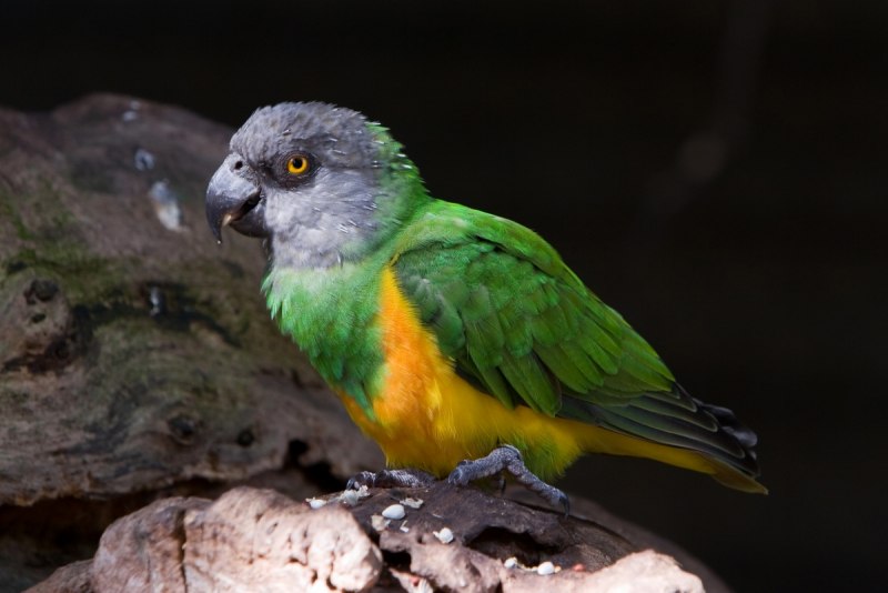 Poicephalus flavifrons