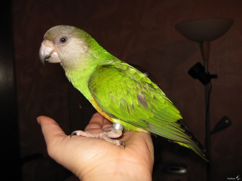 Poicephalus flavifrons