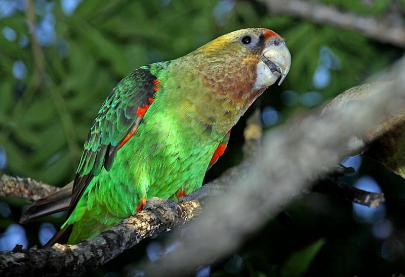 Poicephalus Gulielmi