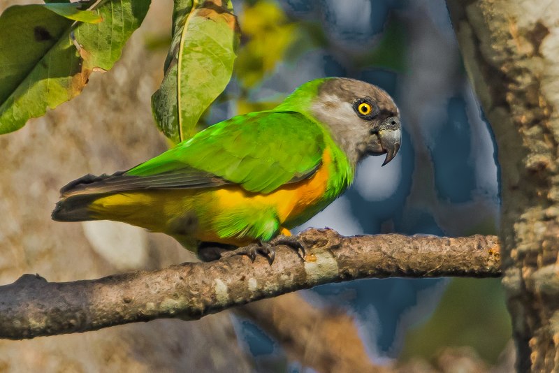 Мейеров длиннокрылый #попугай (лат. #Poicephalus meyeri