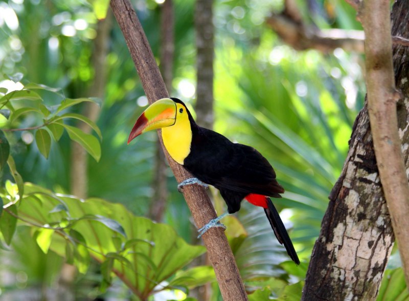 Keel-billed Toucan