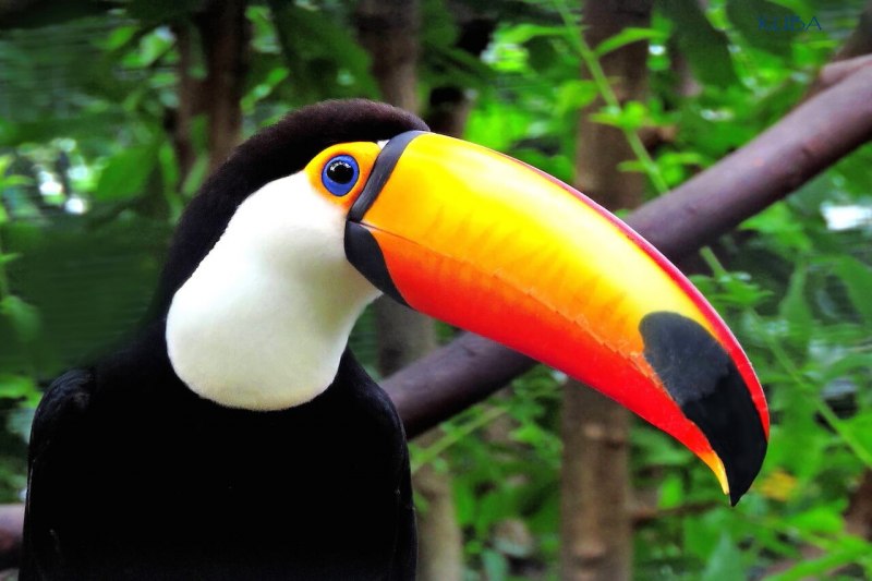 Exotic animal experience Orlando