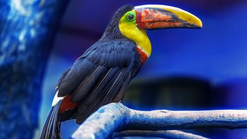 Ramphastos sulfuratus