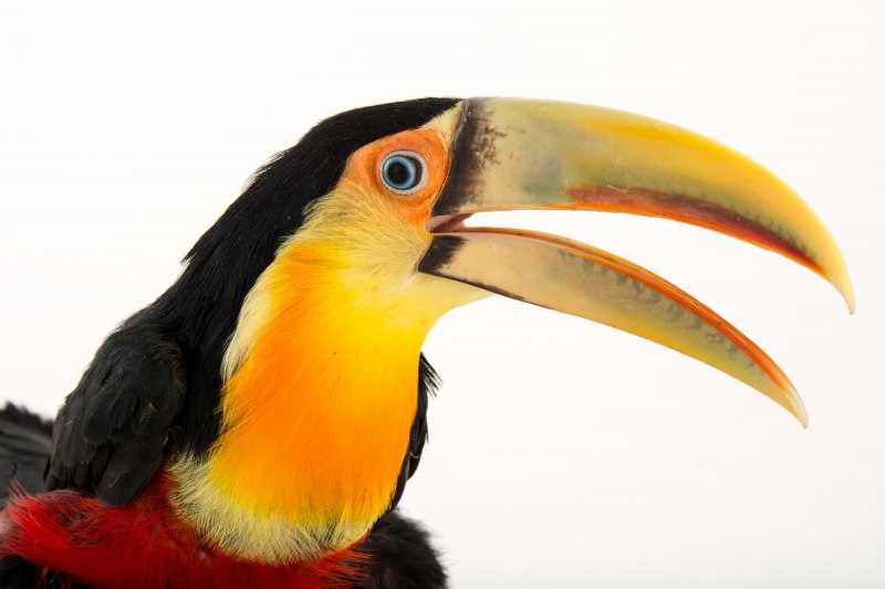 Ramphastos tucanus