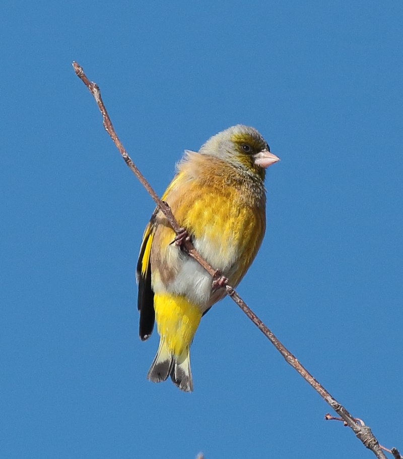 Китайская зеленушка птица