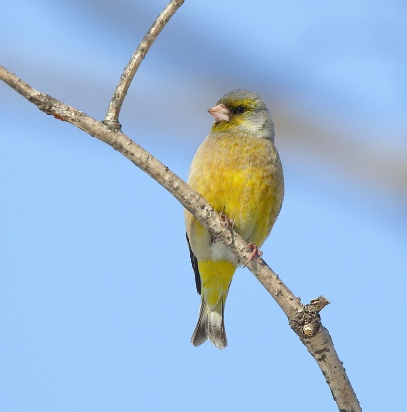 Синица зеленушка