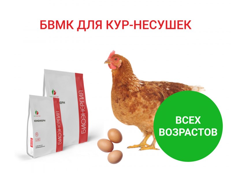 Белково-витаминный концентрат для кур
