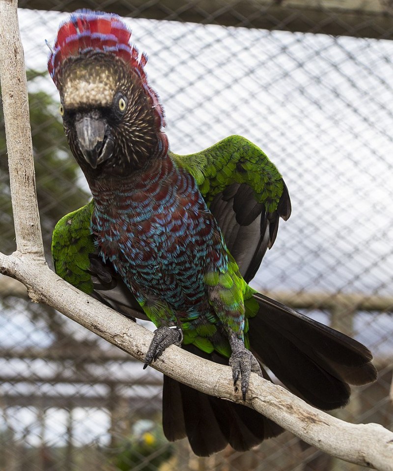 Red-Fan Parrot