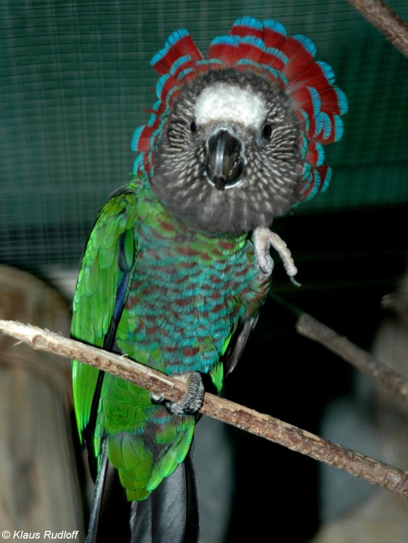 Веерного попугая (Deroptyus accipitrinus)