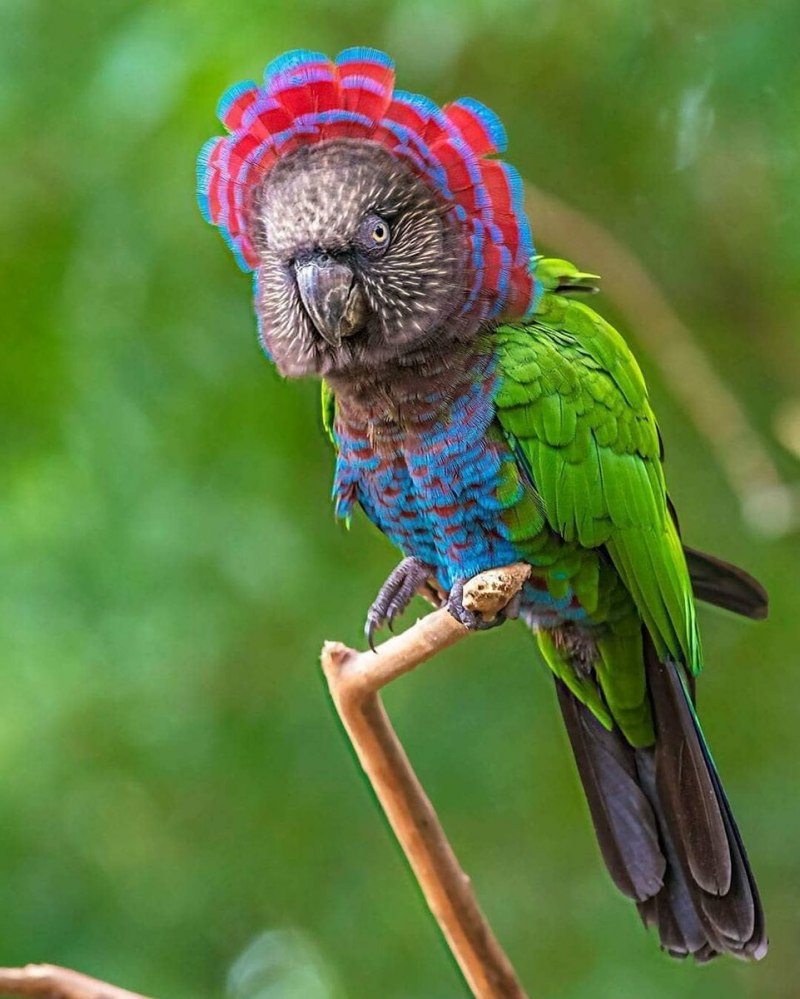 Веерный попугай (63 фото)