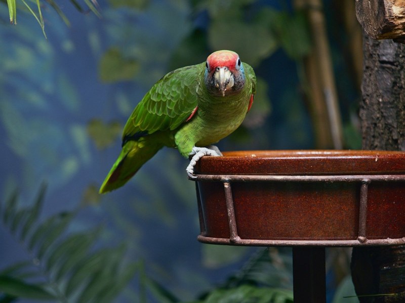Hawkshead Parrot