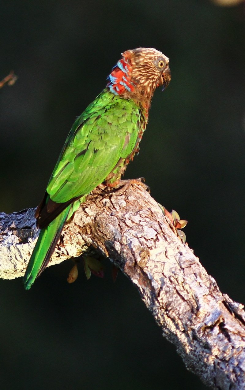 Parakeet Shadow