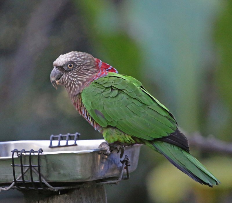 Parrot Headbanger