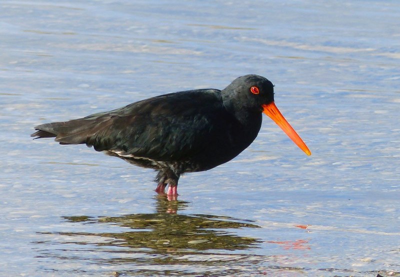 Blackbird черный Дрозд