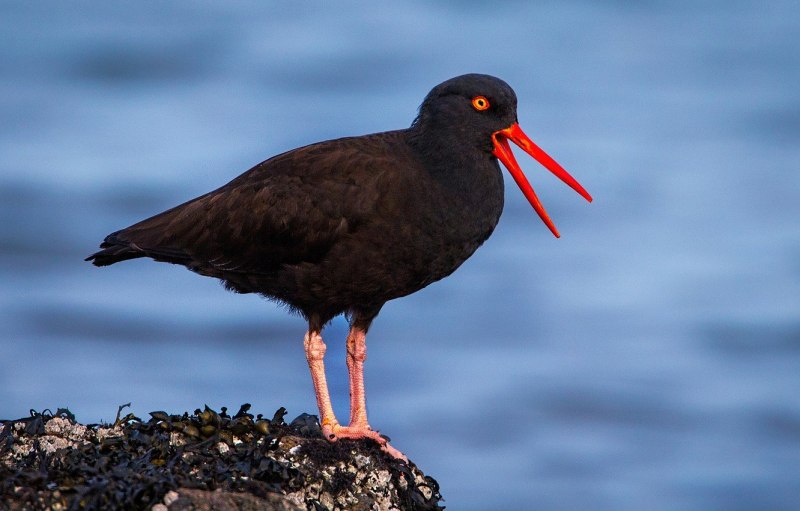 Rynchops flavirostris
