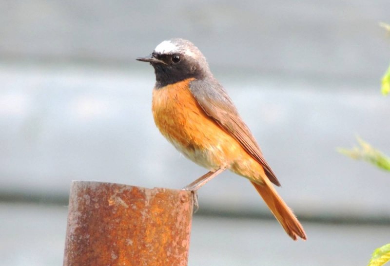 Обыкновенная горихвостка (Phoenicurus Phoenicurus)