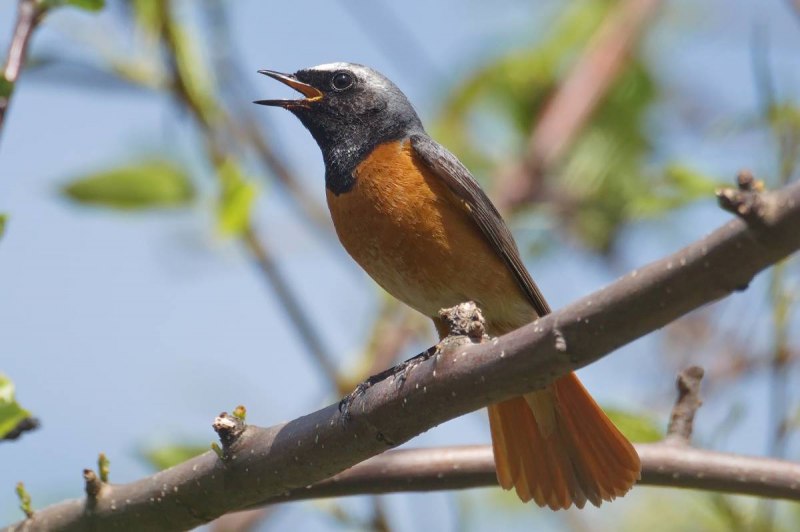 Обыкновенная горихвостка (Phoenicurus Phoenicurus)