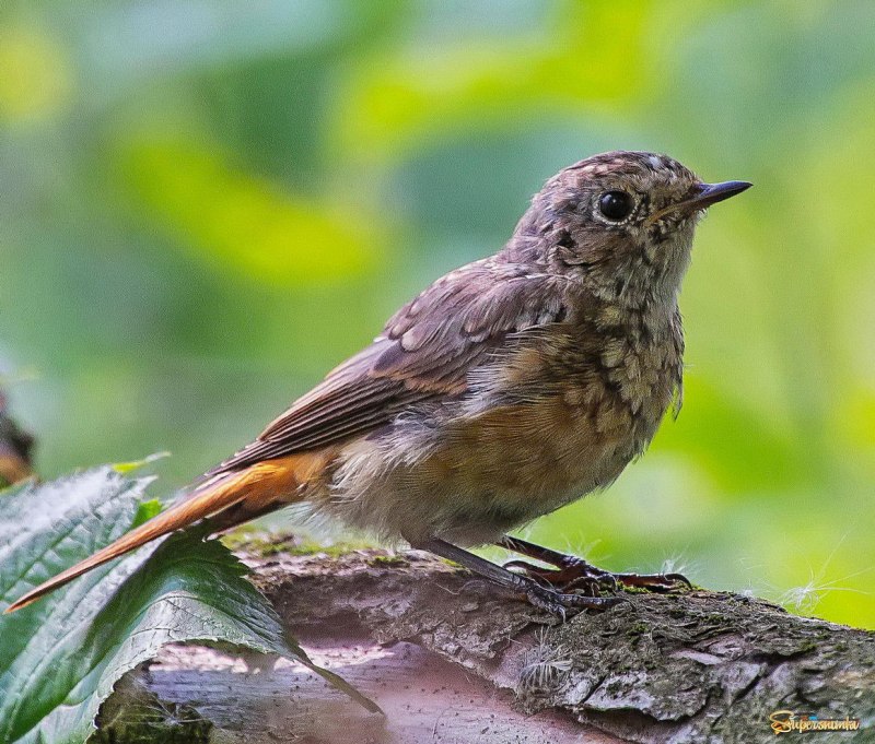 Atelornis pittoides