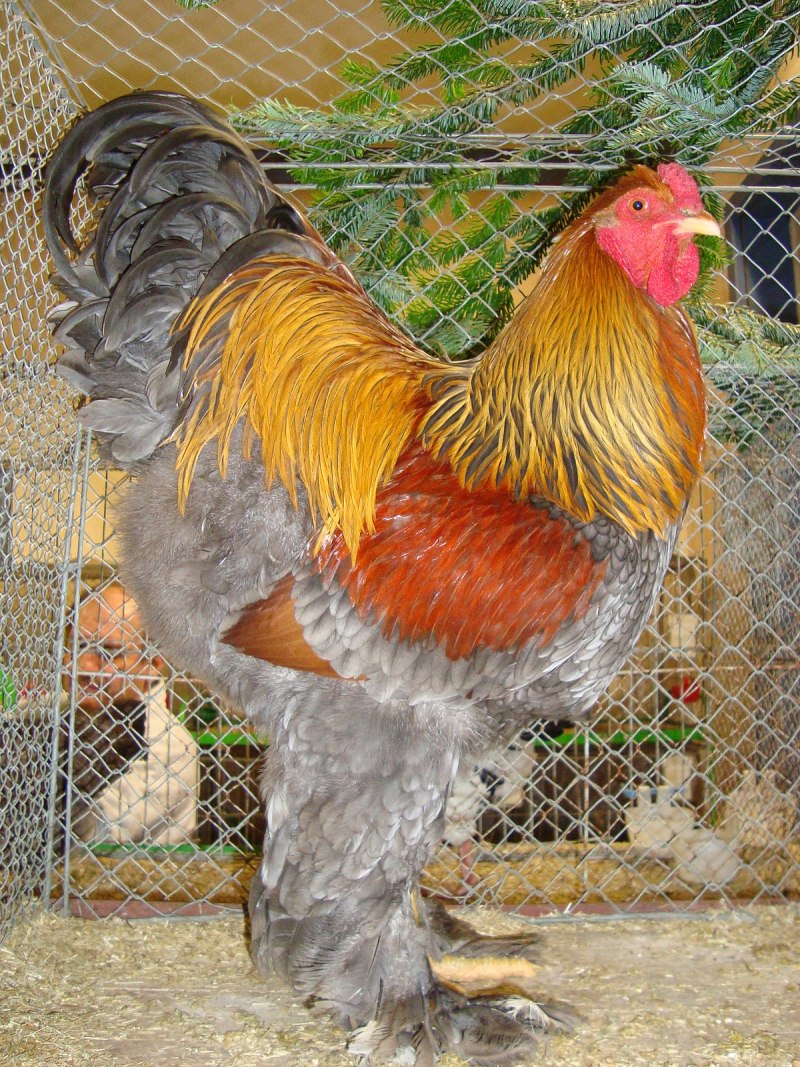 Брама светлая куропатчатая