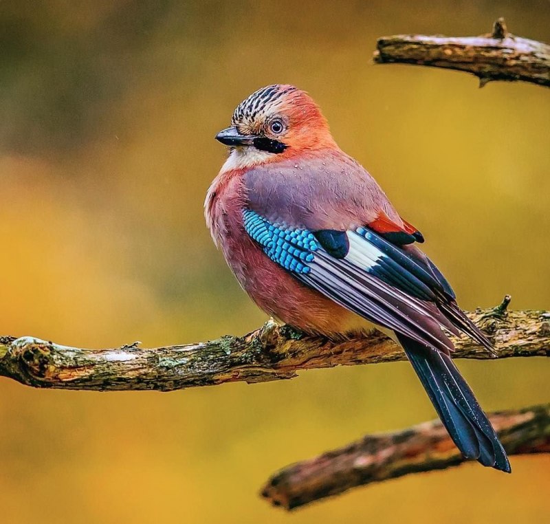 Garrulus glandarius