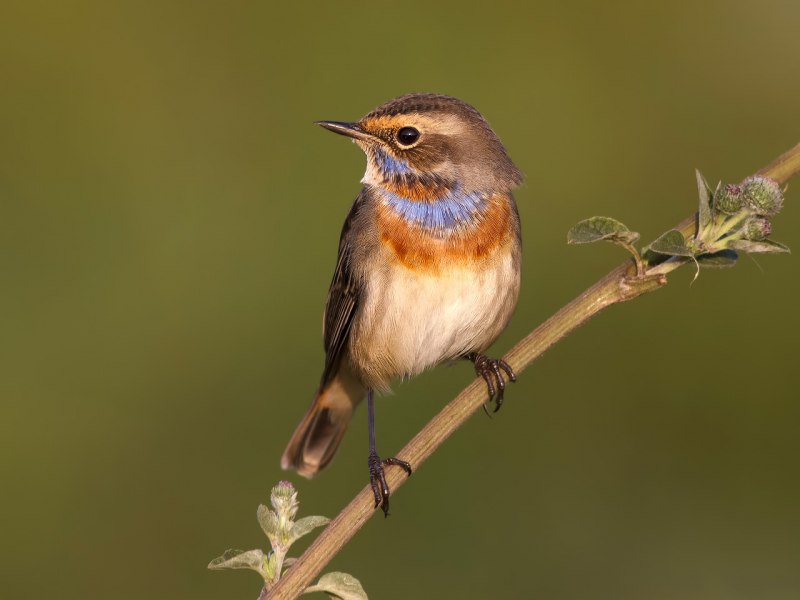 Варакушка (Luscinia svecica)