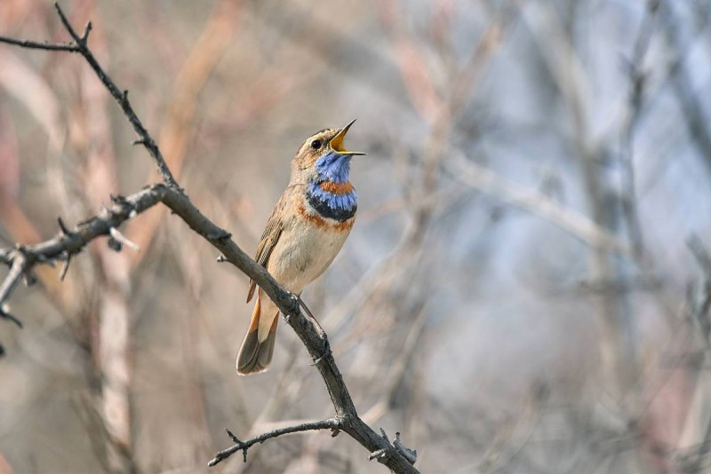Варакушка (Luscinia svecica)