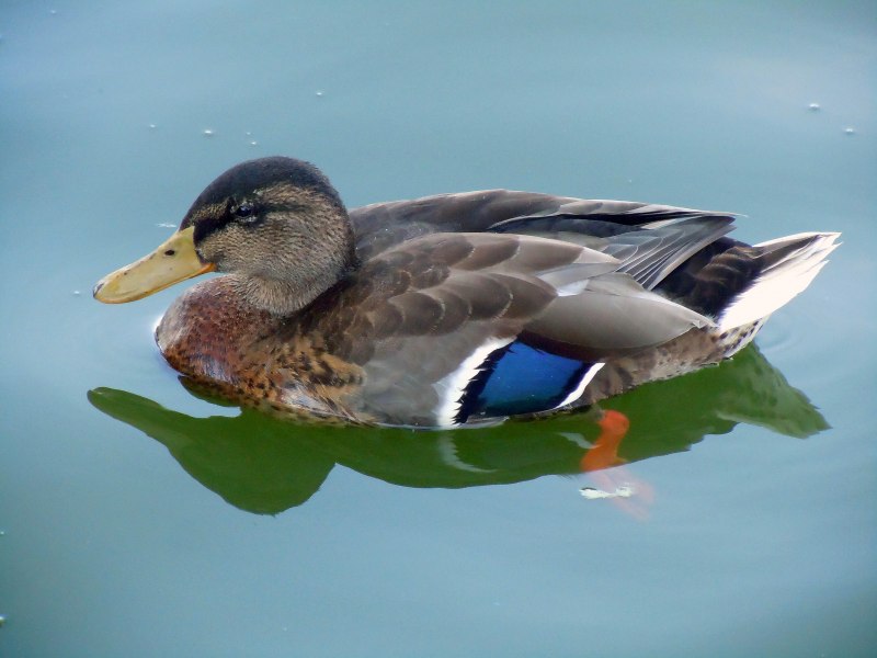 Duck walk с Рождественой шапкой