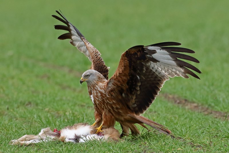 Черный Коршун Milvus Migrans