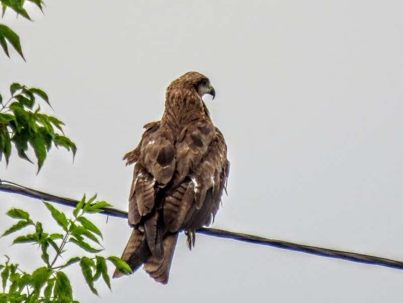 Коршун тетеревятник птенец