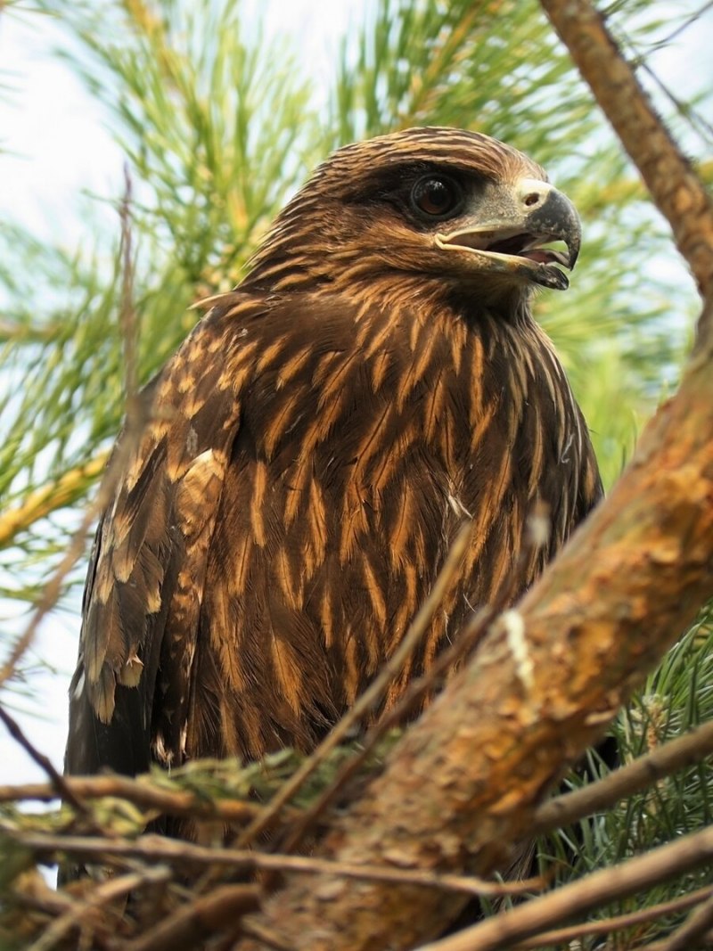 Птенец коршуна