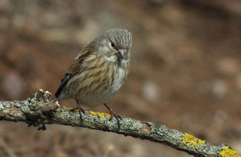 Коноплянка, Реполов (Carduelis cannabina) рисунки