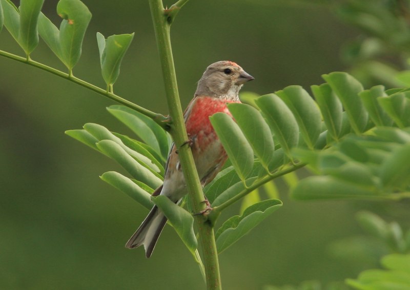 Коноплянка (Acanthis cannabina (Carduelis cannabina))