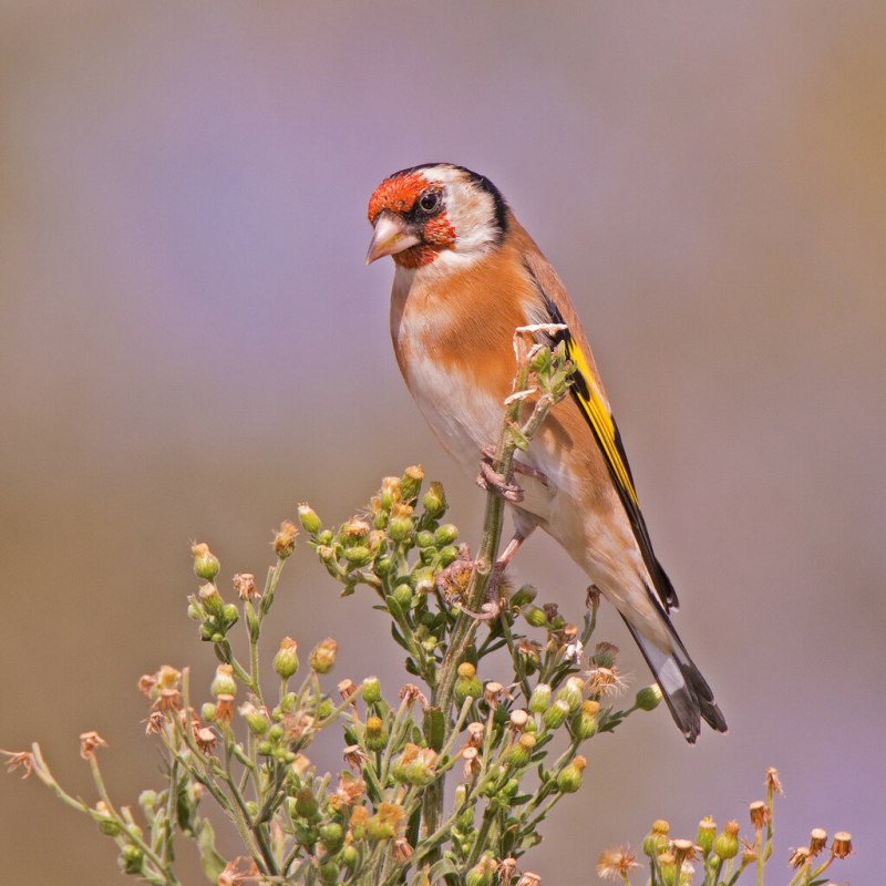 Коноплянка (Acanthis cannabina (Carduelis cannabina))