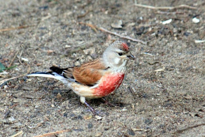 Коноплянка (Acanthis cannabina (Carduelis cannabina))