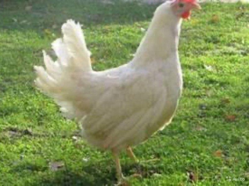 Куры породы Хайсекс Уайт