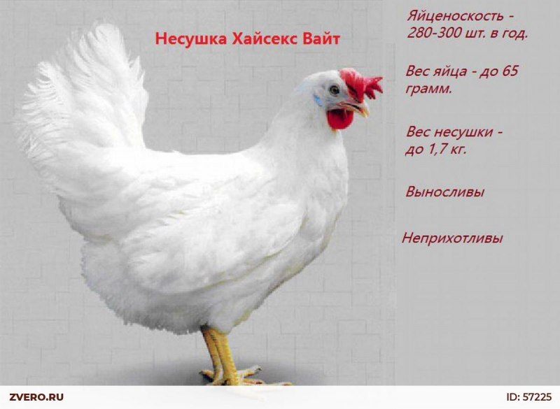 Куры Хайсекс Уайт