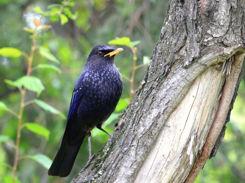 Синяя птица Myophonus caeruleus