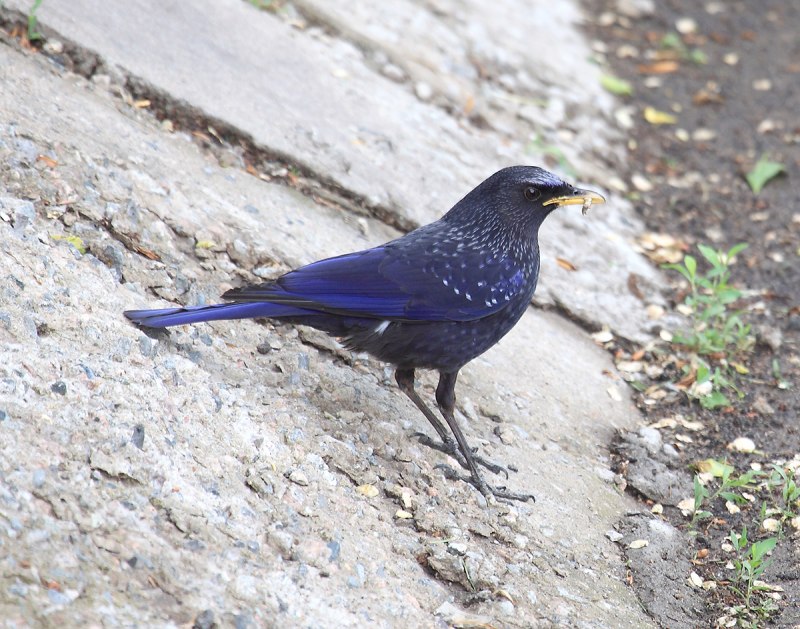 Лиловый Дрозд (Myophonus caeruleus)